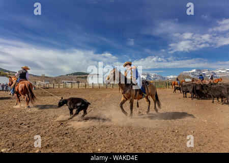 Branding di vitello al Theodore Roosevelt Memorial Ranch vicino Dupuyer, Montana, USA Foto Stock