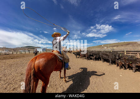 Branding di vitello al Theodore Roosevelt Memorial Ranch vicino Dupuyer, Montana, USA Foto Stock