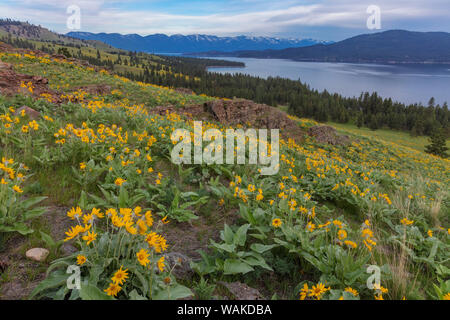 Arrowleaf balsamroot fiori selvatici in primavera su Wild Horse Island State Park vicino a Dayton, Montana, USA Foto Stock