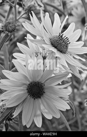 Stati Uniti d'America, Nuovo Messico, Los Ranchos. Massimiliano Girasole lungo il Rio Grande Boulevard Foto Stock