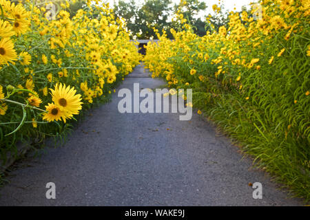 Stati Uniti d'America, Nuovo Messico, Los Ranchos. Massimiliano Girasole lungo il Rio Grande Boulevard Foto Stock