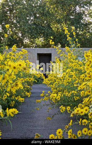 Stati Uniti d'America, Nuovo Messico, Los Ranchos. Massimiliano Girasole lungo il Rio Grande Boulevard Foto Stock