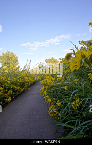 Stati Uniti d'America, Nuovo Messico, Los Ranchos. Massimiliano Girasole lungo il Rio Grande Boulevard Foto Stock