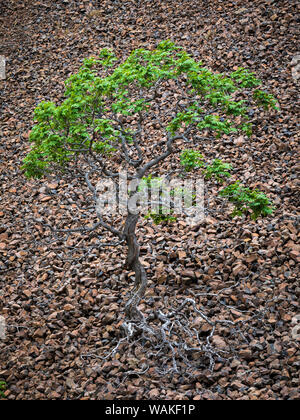 Stati Uniti d'America, Oregon, pioppi neri americani Canyon State Park. Lone Tree in un campo di rocce. Credito come: Don Paulson Jaynes / Galleria / DanitaDelimont.com Foto Stock