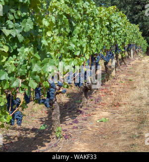 Stati Uniti d'America, Oregon, Gaston. Il Pinot nero uva sulla vite. Credito come: Wendy Kaveney Jaynes / Galleria / DanitaDelimont.com Foto Stock