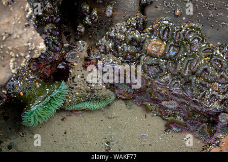 Stati Uniti d'America, Oregon, Otter Rock. Verde gigante di anemoni in pool di marea. Credito come: Wendy Kaveney Jaynes / Galleria / DanitaDelimont.com Foto Stock