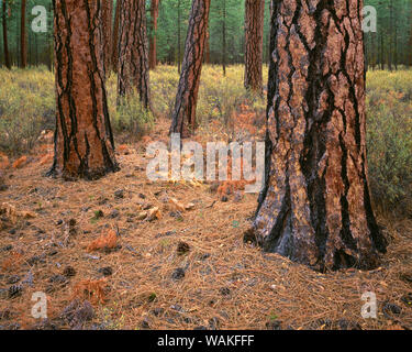 Stati Uniti d'America, Oregon. Deschutes National Forest, tronchi di coppia ponderosa pine in autunno, Metolius Valley. Foto Stock