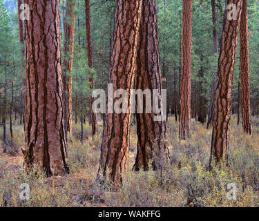 Stati Uniti d'America, Oregon. Deschutes National Forest, tronchi di coppia ponderosa pine in autunno, Metolius Valley. Foto Stock