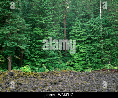 Stati Uniti d'America, Oregon. Willamette National Forest, abete di douglas e western hemlock alberi crescono accanto a margine del vecchio flusso di lava. Foto Stock