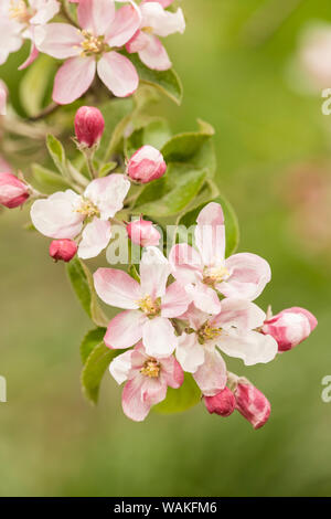 Hood River, Oregon, Stati Uniti d'America. Close-up di fiori nelle vicinanze di frutta area di loop. Foto Stock