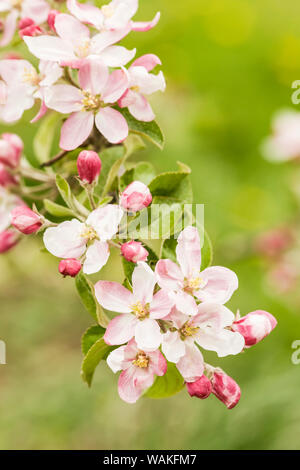 Hood River, Oregon, Stati Uniti d'America. Close-up di fiori nelle vicinanze di frutta area di loop. Foto Stock