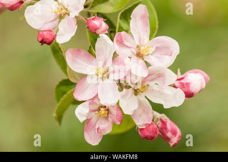 Hood River, Oregon, Stati Uniti d'America. Close-up di fiori nelle vicinanze di frutta area di loop. Foto Stock