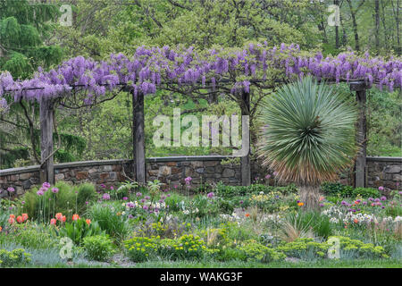 Il Glicine in piena fioritura sul trellis Chanticleer Garden, Wayne, Pennsylvania Foto Stock
