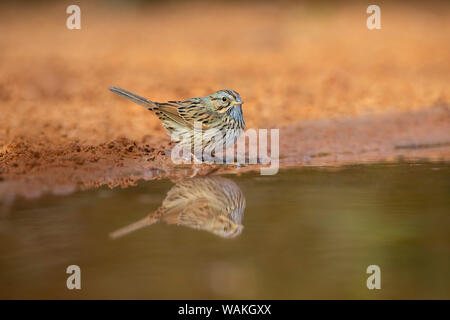 Lincoln è sparrow (Melospiza lincolnii) bere. Foto Stock