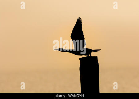 Neotropic cormorano (Phalacrocorax brasilianus) su palificate. Foto Stock