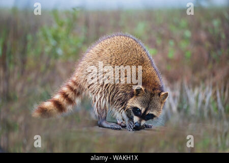 Raccoon (Procione lotor) alimentazione per adulti. Foto Stock