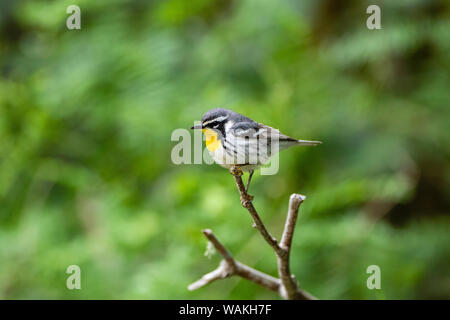 Giallo-throated trillo (Dendroica dominica) arroccato. Foto Stock