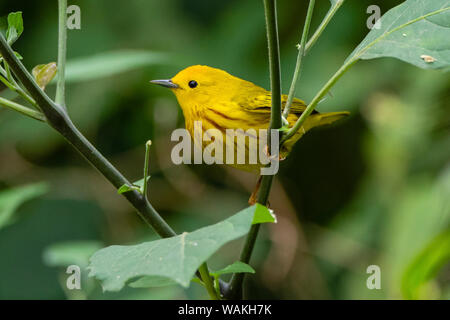 Trillo giallo (Dendroica petechia) maschio foraggio. Foto Stock
