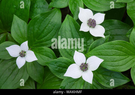 Bunchberry (Cornus canadensis) Foto Stock