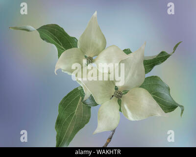 Stati Uniti d'America, nello Stato di Washington, Seabeck. Giapponese sanguinello blossoms close-up. Credito come: Don Paulson Jaynes / Galleria / DanitaDelimont.com Foto Stock