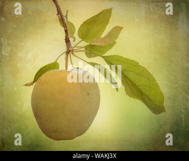 Stati Uniti d'America, nello Stato di Washington, Seabeck. Mela golden delicious close-up. Credito come: Don Paulson Jaynes / Galleria / DanitaDelimont.com Foto Stock