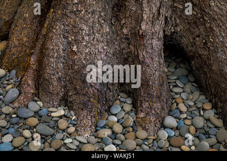 Stati Uniti d'America, nello Stato di Washington, il Parco Nazionale di Olympic. Sitka Spruce e spiaggia rocciosa di close-up. Credito come: Don Paulson Jaynes / Galleria / DanitaDelimont.com Foto Stock