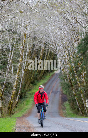 Il ciclismo su strada sul Hoh Road in Olympic National Forest, nello Stato di Washington, USA (MR) Foto Stock