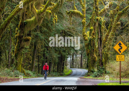 Il ciclismo su strada sul Hoh Road in Olympic National Forest, nello Stato di Washington, USA (MR) Foto Stock