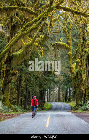 Il ciclismo su strada sul Hoh Road in Olympic National Forest, nello Stato di Washington, USA (MR) Foto Stock