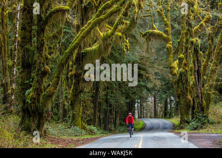 Il ciclismo su strada sul Hoh Road in Olympic National Forest, nello Stato di Washington, USA (MR) Foto Stock