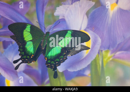 Verde a coda di rondine, butterfly Papilio palinurus daedalus, nella riflessione con l'olandese Iris Foto Stock