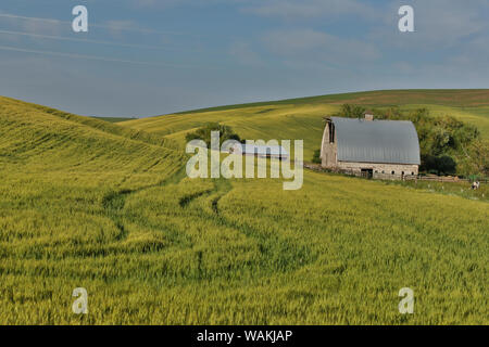 Fienile vicino Colfax con campi di grano, Eastern Washington Foto Stock