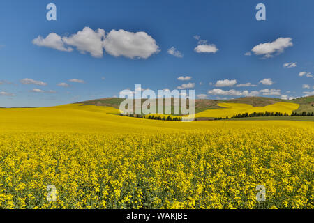 La Canola Field in piena fioritura Palouse Paese di Eastern Washington Foto Stock