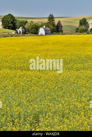 Fienile grigio in canola field vicino alla Basilica di San Giovanni, Eastern Washington Foto Stock