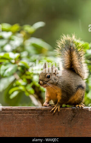 Issaquah, nello Stato di Washington, USA. Douglas scoiattolo seduto su un deck ringhiera. Noto anche come Chickaree, cicoria e pino di scoiattolo. Foto Stock