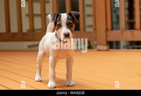 Issaquah, STATI UNITI D'AMERICA. Due mesi di vecchio Jack Russell Terrier in piedi sul suo deck. (PR) Foto Stock