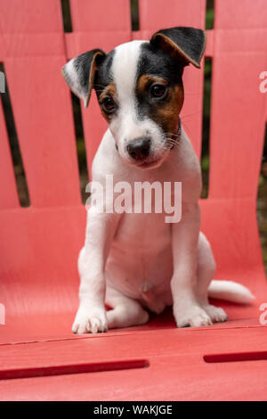 Issaquah, STATI UNITI D'AMERICA. Due mesi di vecchio Jack Russell Terrier seduto su un patio in plastica sedia. (PR) Foto Stock