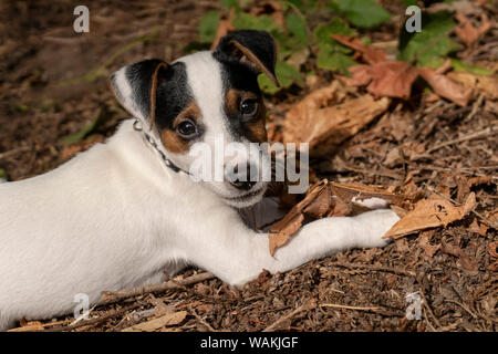 Issaquah, STATI UNITI D'AMERICA. Due mesi di vecchio Jack Russell Terrier reclinata su terra. (PR) Foto Stock