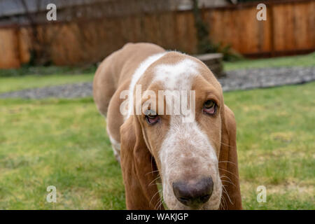 Cinque mesi di età Basset Hound cucciolo. (PR) Foto Stock