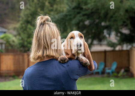 Donna che mantiene i suoi cinque mesi Basset Hound cucciolo. (MR, PR) Foto Stock