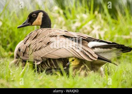 Canada Goose pulcini nascondere sotto la loro madre di ali per un calore e una protezione a Ridgefield National Wildlife Refuge, nello Stato di Washington, USA Foto Stock