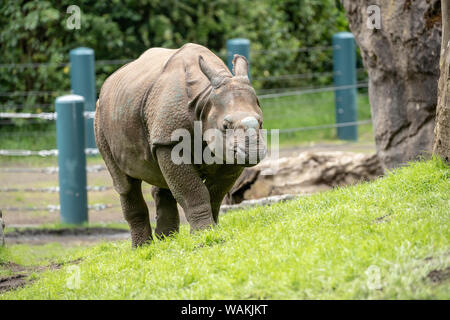 Seattle, nello Stato di Washington, USA. Taj, un 17-mese-vecchio maggiore maschio di un corno di rinoceronte di camminare nella sua nuova casa al Parco Zoologico Woodland. (Solo uso editoriale) Foto Stock