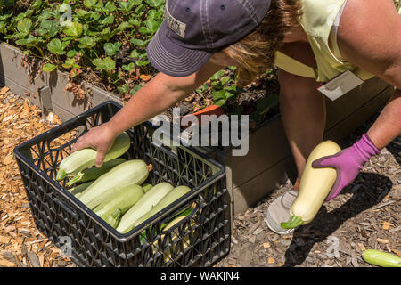 Stato di Washington, USA. Una femmina di Maestro giardiniere immissione appena raccolto Cavili e zucca in una gabbia di plastica. (MR) Foto Stock