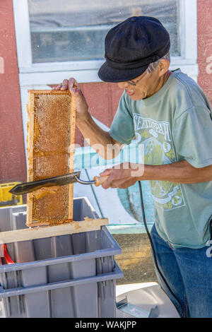 L'uomo stappando miele in un telaio tappato, utilizzando un elettrico coltello a lama calda. (MR) Foto Stock