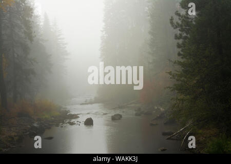 La nebbia autunnale, Nason Creek, Wenatchee National Forest, nello Stato di Washington, USA Foto Stock