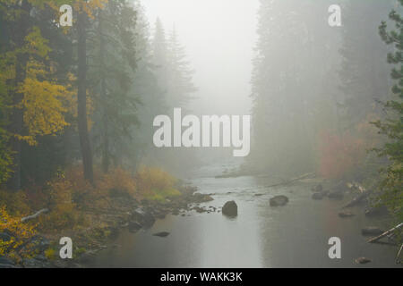 La nebbia autunnale, Nason Creek, Wenatchee National Forest, nello Stato di Washington, USA Foto Stock