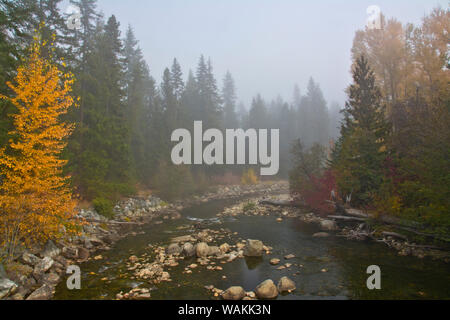 La nebbia autunnale, Nason Creek, Wenatchee National Forest, nello Stato di Washington, USA Foto Stock