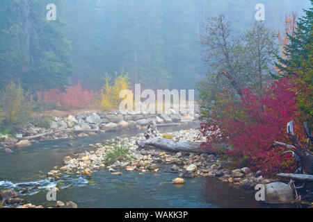 La nebbia autunnale, Nason Creek, Wenatchee National Forest, nello Stato di Washington, USA Foto Stock