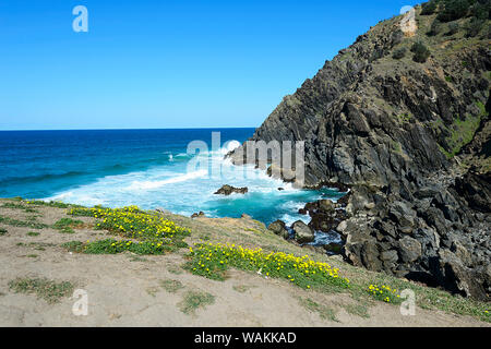 Fiori di campo sono essenziali per la stabilità dei versanti a Cape Byron Riserva di capezzagna, Nuovo Galles del Sud, NSW, Australia Foto Stock