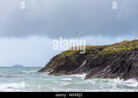 Gabbiani sorvolano le scogliere, North Cornwall, Regno Unito Foto Stock